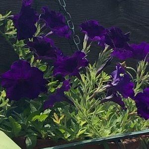 Meet your Posher, Debra